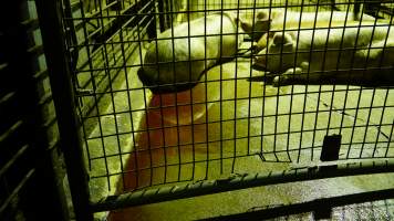 Pigs in holding pens, blood on floor - CA Sinclair slaughterhouse at Benalla VIC - Captured at Benalla Abattoir, Benalla VIC Australia.