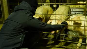 Activist comforting pigs in holding pens - CA Sinclair slaughterhouse at Benalla VIC - Captured at Benalla Abattoir, Benalla VIC Australia.