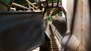 Race leading to gas chamber - CA Sinclair slaughterhouse at Benalla VIC - Captured at Benalla Abattoir, Benalla VIC Australia.