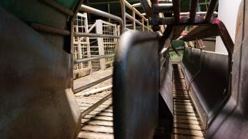 Race leading to gas chamber - CA Sinclair slaughterhouse at Benalla VIC - Captured at Benalla Abattoir, Benalla VIC Australia.