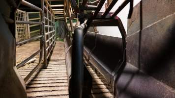 Race leading to gas chamber - CA Sinclair slaughterhouse at Benalla VIC - Captured at Benalla Abattoir, Benalla VIC Australia.