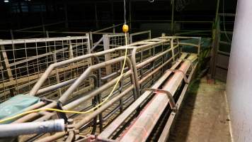 Race leading to gas chamber - CA Sinclair slaughterhouse at Benalla VIC - Captured at Benalla Abattoir, Benalla VIC Australia.