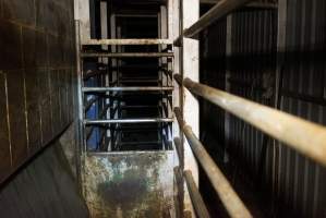 Knockbox for cattle and large pigs - Gretna Quality Meats, Tasmania - Captured at Gretna Meatworks, Rosegarland TAS Australia.