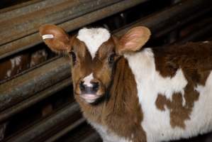 5-day old bobby calves from the dairy industry - In the holding pens at Tasmanian Quality Meats abattoir in Cressy TAS, waiting to be slaughtered the next morning. - Captured at Tasmanian Quality Meats Abattoir, Cressy TAS Australia.