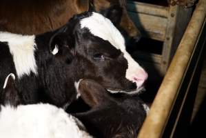 5-day old bobby calves from the dairy industry - In the holding pens at Tasmanian Quality Meats abattoir in Cressy TAS, waiting to be slaughtered the next morning. - Captured at Tasmanian Quality Meats Abattoir, Cressy TAS Australia.