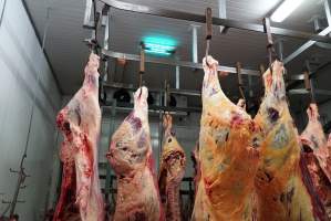 Carcasses in slaughterhouse chiller room - Gretna Quality Meats, Tasmania - Captured at Gretna Meatworks, Rosegarland TAS Australia.