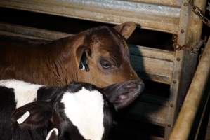 5-day old bobby calves from the dairy industry - In the holding pens at Tasmanian Quality Meats abattoir in Cressy TAS, waiting to be slaughtered the next morning. - Captured at Tasmanian Quality Meats Abattoir, Cressy TAS Australia.