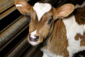 5-day old bobby calves from the dairy industry - In the holding pens at Tasmanian Quality Meats abattoir in Cressy TAS, waiting to be slaughtered the next morning. - Captured at Tasmanian Quality Meats Abattoir, Cressy TAS Australia.