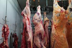 Carcasses in slaughterhouse chiller room - Gretna Quality Meats, Tasmania - Captured at Gretna Meatworks, Rosegarland TAS Australia.