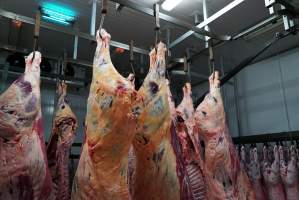 Carcasses in slaughterhouse chiller room - Gretna Quality Meats, Tasmania - Captured at Gretna Meatworks, Rosegarland TAS Australia.