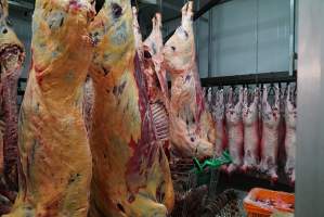 Carcasses in slaughterhouse chiller room - Gretna Quality Meats, Tasmania - Captured at Gretna Meatworks, Rosegarland TAS Australia.