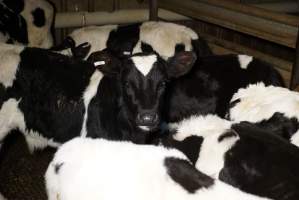 5-day old bobby calves from the dairy industry - In the holding pens at Tasmanian Quality Meats abattoir in Cressy TAS, waiting to be slaughtered the next morning. - Captured at Tasmanian Quality Meats Abattoir, Cressy TAS Australia.