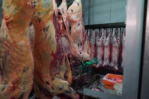 Carcasses in slaughterhouse chiller room - Gretna Quality Meats, Tasmania - Captured at Gretna Meatworks, Rosegarland TAS Australia.