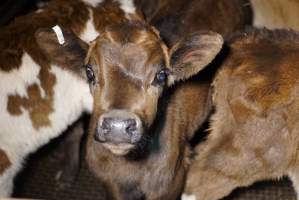 5-day old bobby calves from the dairy industry - In the holding pens at Tasmanian Quality Meats abattoir in Cressy TAS, waiting to be slaughtered the next morning. - Captured at Tasmanian Quality Meats Abattoir, Cressy TAS Australia.