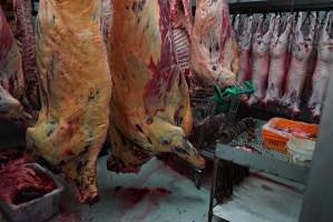 Carcasses in slaughterhouse chiller room - Gretna Quality Meats, Tasmania - Captured at Gretna Meatworks, Rosegarland TAS Australia.