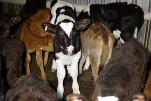 5-day old bobby calves from the dairy industry - In the holding pens at Tasmanian Quality Meats abattoir in Cressy TAS, waiting to be slaughtered the next morning. - Captured at Tasmanian Quality Meats Abattoir, Cressy TAS Australia.