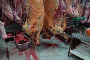 Carcasses in slaughterhouse chiller room - Gretna Quality Meats, Tasmania - Captured at Gretna Meatworks, Rosegarland TAS Australia.