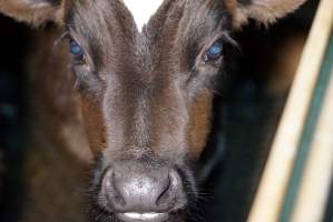 5-day old bobby calves from the dairy industry - In the holding pens at Tasmanian Quality Meats abattoir in Cressy TAS, waiting to be slaughtered the next morning. - Captured at Tasmanian Quality Meats Abattoir, Cressy TAS Australia.