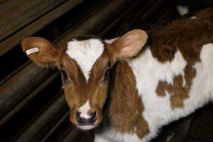 5-day old bobby calves from the dairy industry - In the holding pens at Tasmanian Quality Meats abattoir in Cressy TAS, waiting to be slaughtered the next morning. - Captured at Tasmanian Quality Meats Abattoir, Cressy TAS Australia.