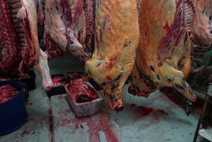 Carcasses in slaughterhouse chiller room - Gretna Quality Meats, Tasmania - Captured at Gretna Meatworks, Rosegarland TAS Australia.