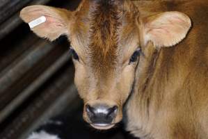 5-day old bobby calves from the dairy industry - In the holding pens at Tasmanian Quality Meats abattoir in Cressy TAS, waiting to be slaughtered the next morning. - Captured at Tasmanian Quality Meats Abattoir, Cressy TAS Australia.