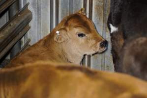 5-day old bobby calves from the dairy industry - In the holding pens at Tasmanian Quality Meats abattoir in Cressy TAS, waiting to be slaughtered the next morning. - Captured at Tasmanian Quality Meats Abattoir, Cressy TAS Australia.