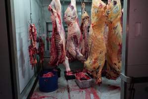 Carcasses in slaughterhouse chiller room - Gretna Quality Meats, Tasmania - Captured at Gretna Meatworks, Rosegarland TAS Australia.