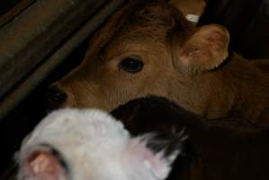 5-day old bobby calves from the dairy industry - In the holding pens at Tasmanian Quality Meats abattoir in Cressy TAS, waiting to be slaughtered the next morning. - Captured at Tasmanian Quality Meats Abattoir, Cressy TAS Australia.