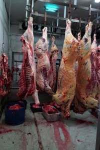 Carcasses in slaughterhouse chiller room - Gretna Quality Meats, Tasmania - Captured at Gretna Meatworks, Rosegarland TAS Australia.