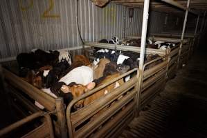 5-day old bobby calves from the dairy industry - In the holding pens at Tasmanian Quality Meats abattoir in Cressy TAS, waiting to be slaughtered the next morning. - Captured at Tasmanian Quality Meats Abattoir, Cressy TAS Australia.