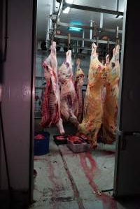 Carcasses in slaughterhouse chiller room - Gretna Quality Meats, Tasmania - Captured at Gretna Meatworks, Rosegarland TAS Australia.