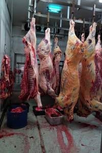 Carcasses in slaughterhouse chiller room - Gretna Quality Meats, Tasmania - Captured at Gretna Meatworks, Rosegarland TAS Australia.