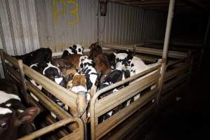 5-day old bobby calves from the dairy industry - In the holding pens at Tasmanian Quality Meats abattoir in Cressy TAS, waiting to be slaughtered the next morning. - Captured at Tasmanian Quality Meats Abattoir, Cressy TAS Australia.