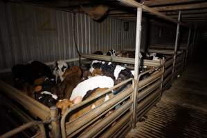 5-day old bobby calves from the dairy industry - In the holding pens at Tasmanian Quality Meats abattoir in Cressy TAS, waiting to be slaughtered the next morning. - Captured at Tasmanian Quality Meats Abattoir, Cressy TAS Australia.