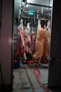 Carcasses in slaughterhouse chiller room - Gretna Quality Meats, Tasmania - Captured at Gretna Meatworks, Rosegarland TAS Australia.