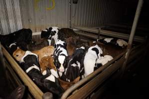 5-day old bobby calves from the dairy industry - In the holding pens at Tasmanian Quality Meats abattoir in Cressy TAS, waiting to be slaughtered the next morning. - Captured at Tasmanian Quality Meats Abattoir, Cressy TAS Australia.