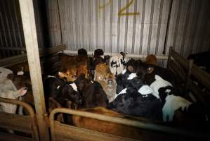 5-day old bobby calves from the dairy industry - In the holding pens at Tasmanian Quality Meats abattoir in Cressy TAS, waiting to be slaughtered the next morning. - Captured at Tasmanian Quality Meats Abattoir, Cressy TAS Australia.