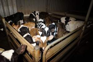 5-day old bobby calves from the dairy industry - In the holding pens at Tasmanian Quality Meats abattoir in Cressy TAS, waiting to be slaughtered the next morning. - Captured at Tasmanian Quality Meats Abattoir, Cressy TAS Australia.