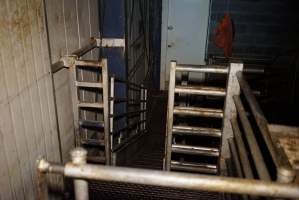 Kill pen at top of ramp - Sheep, goats, pigs and calves are stunned with a bolt gun and killed with a knife in front of each other in this pen. - Captured at Gretna Meatworks, Rosegarland TAS Australia.