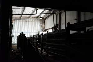 Race leading to kill room - Captured at Tasmanian Quality Meats Abattoir, Cressy TAS Australia.