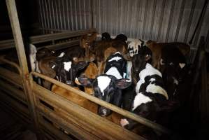 5-day old bobby calves from the dairy industry - In the holding pens at Tasmanian Quality Meats abattoir in Cressy TAS, waiting to be slaughtered the next morning. - Captured at Tasmanian Quality Meats Abattoir, Cressy TAS Australia.