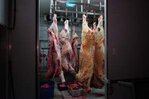 Carcasses in slaughterhouse chiller room - Gretna Quality Meats, Tasmania - Captured at Gretna Meatworks, Rosegarland TAS Australia.