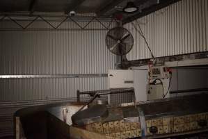 V Restrainer at end of race, leading into kill room - Race, killing and processing area for sheep and bobby calves - Captured at Tasmanian Quality Meats Abattoir, Cressy TAS Australia.