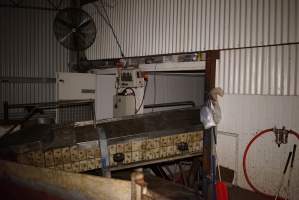 V Restrainer at end of race, leading into kill room - Race, killing and processing area for sheep and bobby calves - Captured at Tasmanian Quality Meats Abattoir, Cressy TAS Australia.