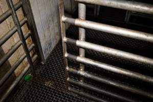 Door between kill pen and secondary kill pen - Sheep, goats, pigs and calves are stunned with a bolt gun and killed with a knife in front of each other in this pen. - Captured at Gretna Meatworks, Rosegarland TAS Australia.