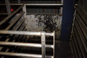 Secondary kill pen - Sheep, goats, pigs and calves are stunned with a bolt gun and killed with a knife in front of each other in this pen and the one next to it. - Captured at Gretna Meatworks, Rosegarland TAS Australia.