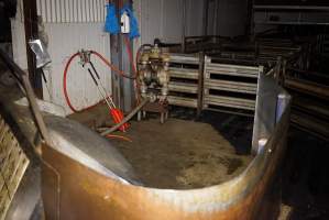 Holding pens and race - Race, killing and processing area for sheep and bobby calves - Captured at Tasmanian Quality Meats Abattoir, Cressy TAS Australia.