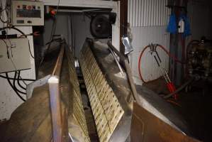 V restrainer leading into kill room - Race, killing and processing area for sheep and bobby calves - Captured at Tasmanian Quality Meats Abattoir, Cressy TAS Australia.