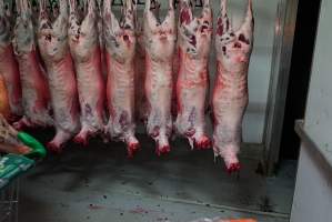 Carcasses in slaughterhouse chiller room - Gretna Quality Meats, Tasmania - Captured at Gretna Meatworks, Rosegarland TAS Australia.