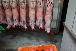 Carcasses in slaughterhouse chiller room - Gretna Quality Meats, Tasmania - Captured at Gretna Meatworks, Rosegarland TAS Australia.